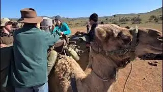 Flinders and Beyond Camel Trek Ryan McMillan