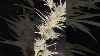 Dutch passion glueberry OG