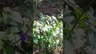 bunga putih kecil