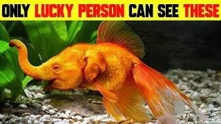 ONLY LUCKEY PERSON CAN SEE THESE CREATURE | BEAUTIFUL SEA CREATURE |