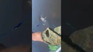 РЫБАЛЮБ Ядрин