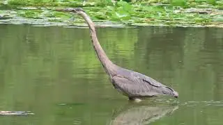 Great Blue Heron on the move P2 @ Milne Park, Markham ON, July 31, 2024