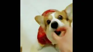 #shorts Smart Puppy - dont cheat me🐕#biology #dogs