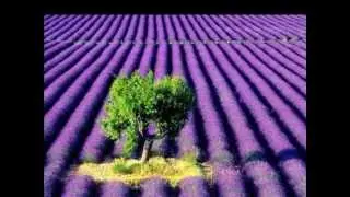 Lavender Fields and Moonlight Sonata (Beethoven)