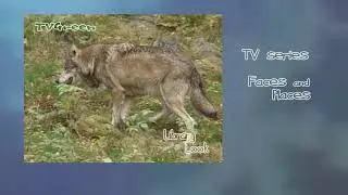 Wild Peers: Bavarian Forest  - Wolf Encounters