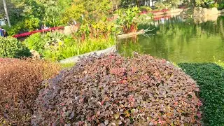 reddish purple leaves 1/1/26
