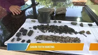 Shark Teeth Hunting with The Digger Dude | River City Live