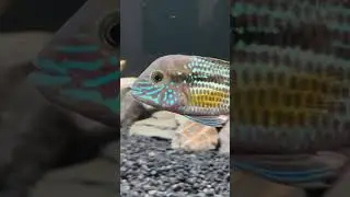 Green terror cichlid (gold saum) #greenterror #cichlid #fish #fyp #shorts #aquarium