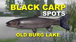Russian Fishing 4 BLACK CARP SPOTS Old Burg Lake