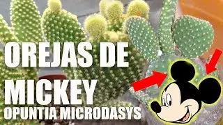 ✿✿ OREJAS DE MICKEY -  OPUNTIA MICRODASYS - REPRODUCCION ✿✿