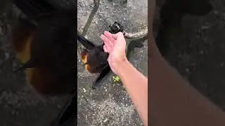 When a Flying Fox Gets Too Friendly #wildlife #animals #bat #bali