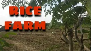 RICE FARM sa likod bahay, Emph tv