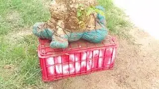 M727 gl c&acirc;y so 500k Lh0707713796 Khương bonsai 