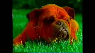Red Dog Beer - You Are Your Own Dog