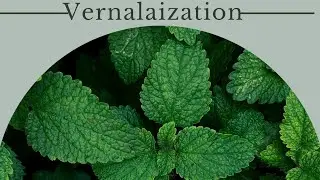 Ncert | Chapter 15 | Plant growth and Development | Vernalization | Seed dormancy | Hindi medium