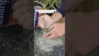 Astrophytum Myriostigma Care, Soil & Sunlight Guide for Healthy Growtha #homegarden #shortvideo