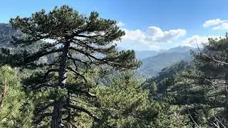 Toroslar