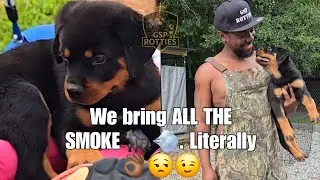 Let's talk Facebook Dog groups!! 🤷🏾&zwj;♂️💨