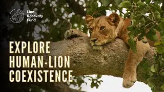 Coexisting With Lions | A Special Talk with the Lion Recovery Fund