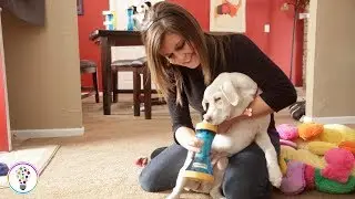 This is the brushless paw washer/cleaner | Paw Wash