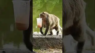 Mama Monkey drinks yummy fruit juice.😋😊🥰 #short #shorts #shortfeed #viral #virals