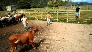 CAPANDO TOROS4