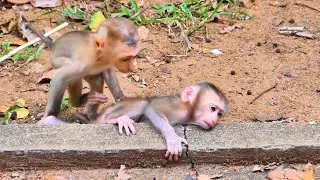 Precious Family Moments as Baby LORENA Enjoys Warm Care 🐒💛