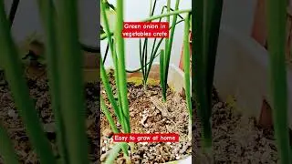 Green Onion grow at home #ytshorts#youtubevideos#tranding#garden#music#organicfarming