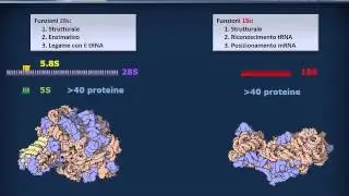 Citologia 29 - RNA non codificanti