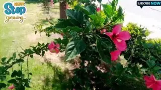 Trim ✂Your Plant Now |Neverstopgrowing|
