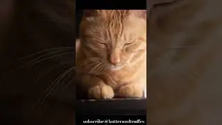 Butter on Snooze Mode😴#youtubeshorts #viralvideo #catsofyoutube #toocute #cat #viral #cutecat#pets
