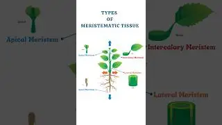 Meristematic Tissue: Types, Structure, and Function Explained | Apical, Lateral, Intercalary