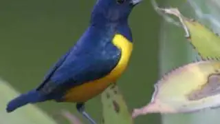 Aves del Peru