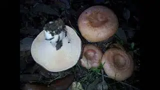 Mushrooms - Setas 25. Lactarius Chrysorrheus