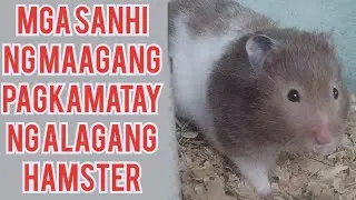 MGA SANHI NG MAAGANG  PAGKAMATAY NG ALAGANG HAMSTER