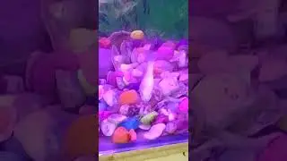 Dead fish in aquarium|| somebody tell me how can I remove her