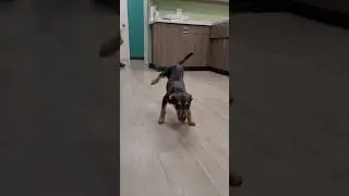 Pets Unfiltered: Furry Hijinks and the Cutest Animal Moments | New Trend Animal Videos