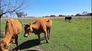 Bos primigenius taurus