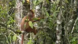 Mitred Leaf Monkey in Rawa Bento Swamps, Kerinci, Sumatra
