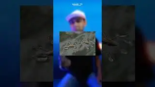 Ninja Insects
