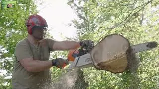 Expert Tree Removal | Residential & Commercial Tree Service