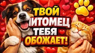 ❤️ CИГНАЛЫ, что питомец тебя РЕАЛЬНО ЛЮБИТ