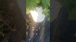 #Ground cherry,  @The Analytic Gardener,  #cucumbers