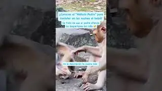 M&eacute;todo padre para destetar. En los comentarios te cuento m&aacute;s