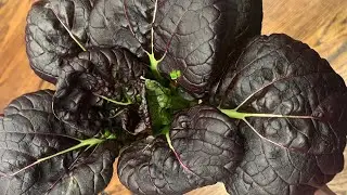 Harvest Winter Greens | Greenstalk Vertical Planter