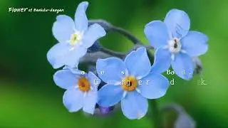 Chuncheon MBC_Flower of Baekdu-daegan