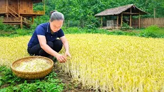60 DAYS: How to Grow Bean Sprouts at Home Farm - Harvesting Taro to Sell at the Market
