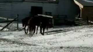 Neglected Thoroughbreds Arrive at Catskill Animal Sanctuary
