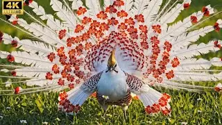 Nature&rsquo;s Hidden Gems: 50 Mysterious Birds You&rsquo;ve Never Seen (or Heard) Before | 4K