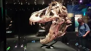 Biggest Trex Victoria Tyrannosaurus T rex fossils, 66 millions years ago, Houston, TX bigger Sue